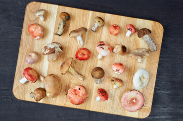 Wild edible various mushrooms on the wooden brown board on the dark background. Top view