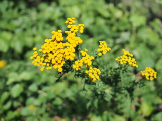 Yellow flowers of common tansy, Tanacetum vulgare