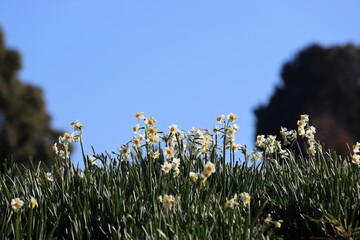 千早赤阪村の水仙の丘