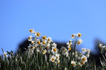 千早赤阪村の水仙の丘