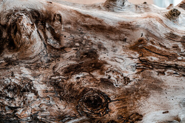 Zbliżenie na pień drewna, konar., naturalne tło, piękna tekstura z wieloma szczegółami.