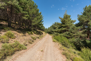 Fototapeta na wymiar dirt road in a Sierra Nevada pine forest