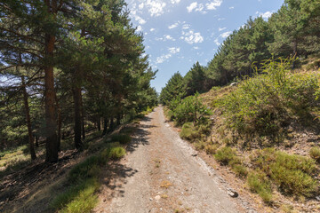 dirt road in a Sierra Nevada pine forest