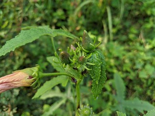 Close up of a green unique plants