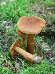 Cortinarius rubellus, known as the deadly webcap, wild poisonous mushroom from Finland