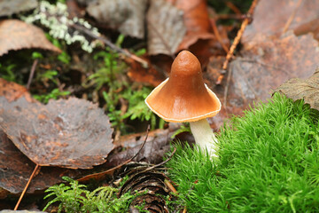 Cortinarius obtusus coll., a webcap from Finland with no common english name