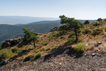 several pine trees in the Sierra Nevada mountain