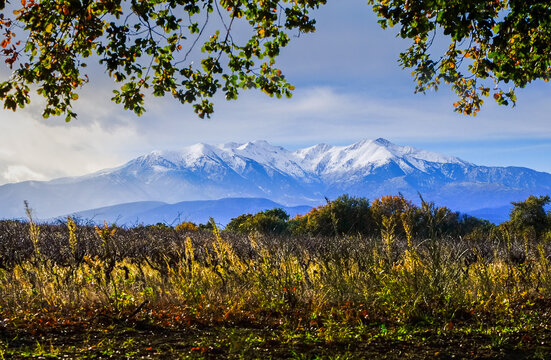 Canigou mountain in autumn, vineyards in the foreground.