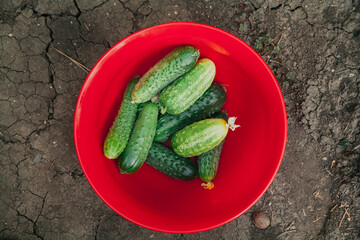 We collect a crop of ripe cucumbers