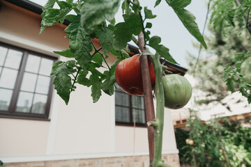 Two tomatoes tomatoes weigh on green branch