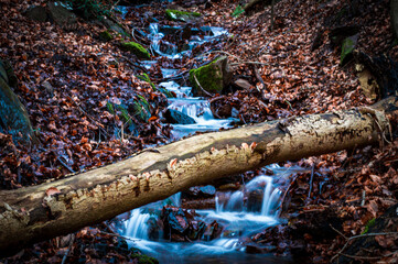 water in the forest
