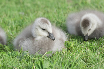 Branta leucopsis, Barnacle Goose, goslings resting