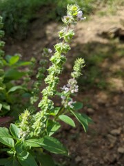 A beautiful green plants with blurred on background