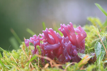 Clavaria zollingeri, also called Clavaria lavandula, commonly known as Violet Coral or the magenta coral, wild fungus from Finland