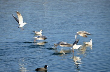 Fototapeta na wymiar Flock of seagull fly over the water