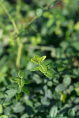 Wintercreeper Minimus