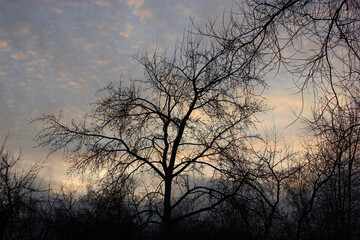 Fototapeta na wymiar Silhouette of a tree with branches over beautiful sky