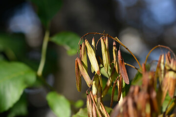 Flowering ash