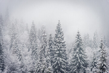 Winter landscape in mountains. Carpathian, Ukraine