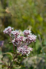 Obraz premium Hemp agrimony