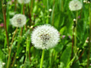 dandelion on grass