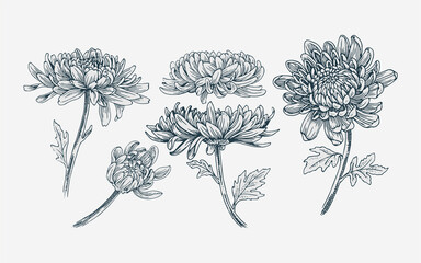 Realistic hand drawn illustration chrysanthemums flower set