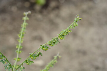 Cretan Blue hounds tongue