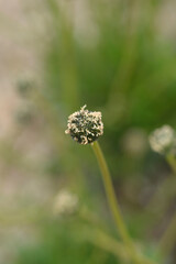 Common globularia