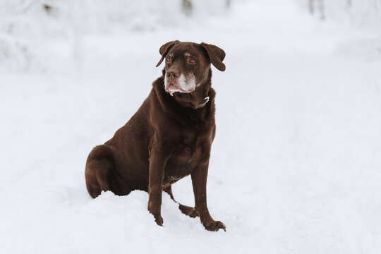 Brauner Labrador im Winter im Schnee