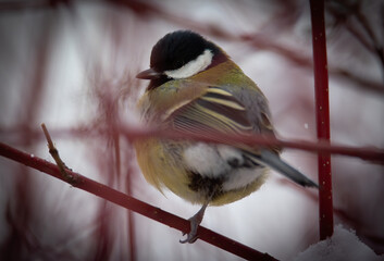 Parus major sitting on a branch in winter and in the snow