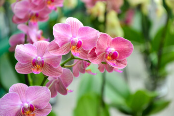 Fototapeta na wymiar Orchid flowers. Phalaenopsis orchid blossom. Beautiful fresh flowers. Tropical nature. House plant. Nature wallpaper.