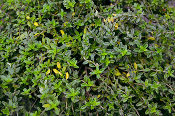 Thyme plant. Organic fresh herb. Thymus vulgaris herbal plant. Fresh foliage. Garden, park or wild nature plant. Beautiful summer nature.