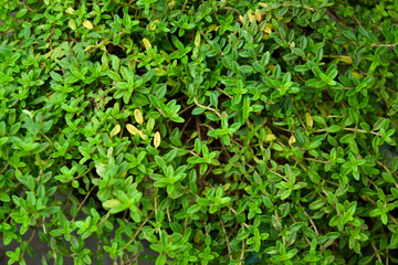Thyme plant. Organic fresh herb. Thymus vulgaris herbal plant. Fresh foliage. Garden, park or wild nature plant. Beautiful summer nature.