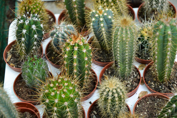 Cactus plants. Echinocactus echinopsis. Cultivated cacti plants. Wild succulent.