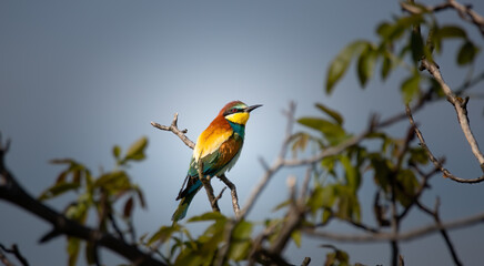 European bee-eater sitting on a tree branch.