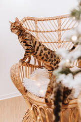 Bengalkatzen Kater Katze Bengal an Weihnachten