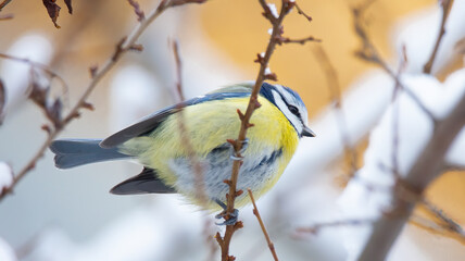 Cyanistes caeruleus sitting on a branch in winter and in the snow
