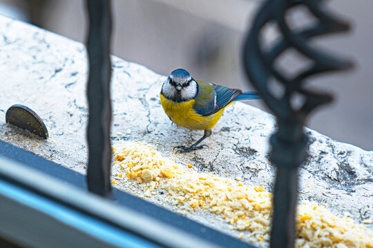 La Cincia sul davanzale
