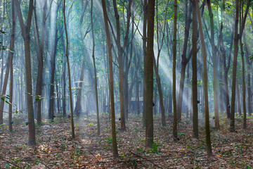Obraz premium ray of sun in the middle of rubber tree plantation