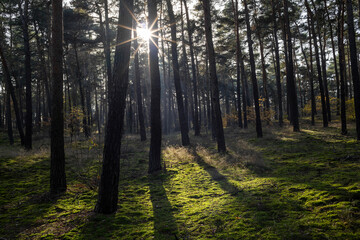 Sonnenstrahlen im Wald.