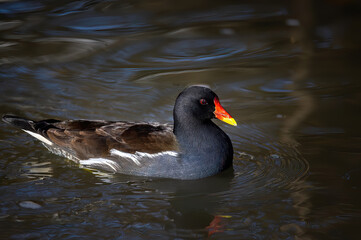 Gallinula chloropusswims on the water and looks for food