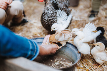 Bauernhof Tiere Hühner, Geflügel