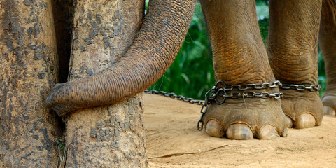 Fototapeta premium close up of feet of elephant with chain