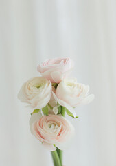 Obraz na płótnie Canvas Persian buttercup. Bunch pale pink ranunculus flowers light background. Wallpaper.