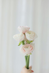 Persian buttercup. Bunch pale pink ranunculus flowers light background. Wallpaper.