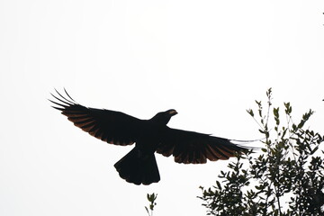 silhouette of flying crow