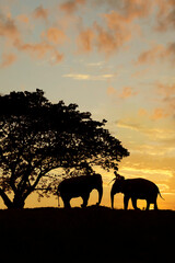 Fototapeta na wymiar silhouette of 2 elephants under a tree during sunset