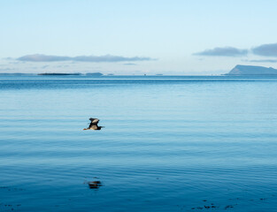 Fototapeta premium ducks on the lake