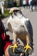 falco aquila riporto allevamento addestramento