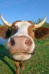 Curious dairy cow